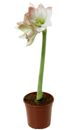 Amaryllis 12 cm | Planter & Blomster