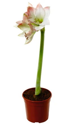 Amaryllis 12 cm | Planter & Blomster