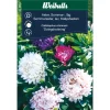 Weibulls Asters lav sommer | Frø