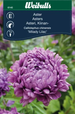 Weibulls Asters 'Milady lilac' | Frø