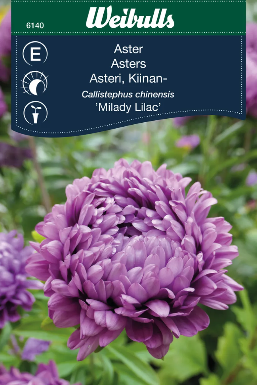 Weibulls Asters 'Milady lilac' | Frø