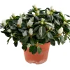 Azalea 12 cm | Planter & Blomster