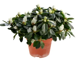 Azalea 12 cm | Planter & Blomster