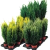 Edelsypress | Planter & Blomster