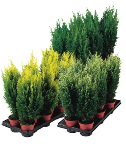 Edelsypress | Planter & Blomster