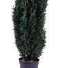 Edelsypress 21 cm | Planter & Blomster