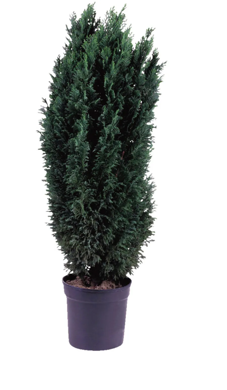Edelsypress 21 cm | Planter & Blomster