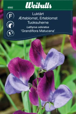 Weibulls Erteblomst 'Grandiflora Matucana' | Frø