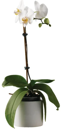 Garden Fleksibel line 5 meter - ® | Bindetråd & Blomsterpinne