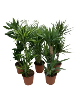 Grønne planter miks Ø24 x 110–130 cm | Planter & Blomster
