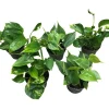 Gullranke Epiprenum Philodendron | Planter & Blomster
