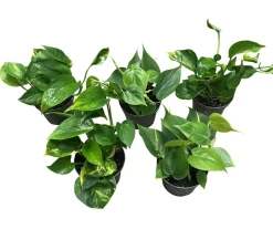Gullranke Epiprenum Philodendron | Planter & Blomster