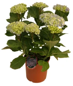 Hortensia 21 cm potte | Planter & Blomster