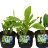Hosta mix 13 cm potte | Planter & Blomster
