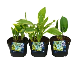Hosta mix 13 cm potte | Planter & Blomster
