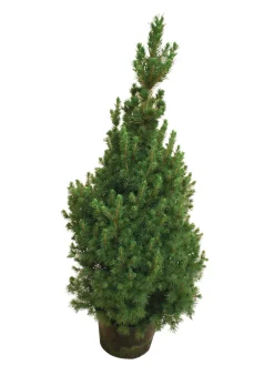 Kjeglegran - 70-75 cm | Planter & Blomster