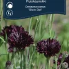 Weibulls Kornblomst Black Ball | Frø