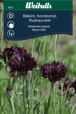Weibulls Kornblomst Black Ball | Frø