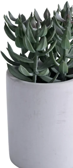 Kunstig plante tetragona H19 cm | Kunstige Planter