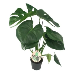 Monstera Deliciosa Ø12 cm potte | Planter & Blomster
