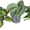 Philodendron Scandens mix i 10,5 cm potte | Planter & Blomster