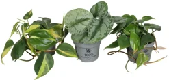Philodendron Scandens mix i 10,5 cm potte | Planter & Blomster