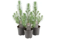 Pinje Silver Crest i 10,5 cm potte | Planter & Blomster
