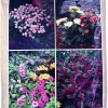 Plantejord torvfri 40 liter | Jord