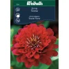 Weibulls Zinnia Elegans 'Scarlet Flame' | Frø